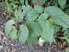 Begonia longifolia