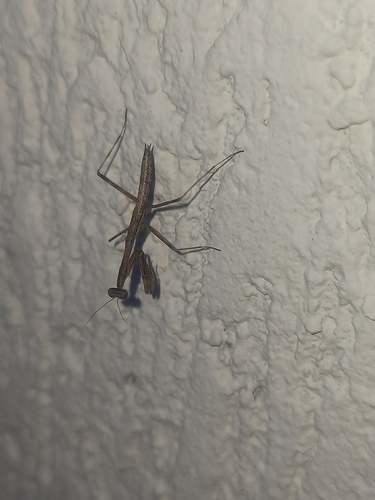 Photo of Asian Jumping Mantis (Statilia maculata)