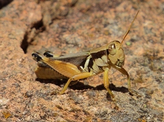Melanoplus glaucipes