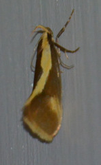 Harpella forficella