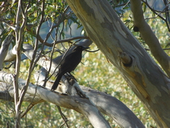 Strepera versicolor melanoptera