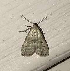 Hypenodes fractilinea