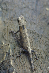 Brookesia stumpffi