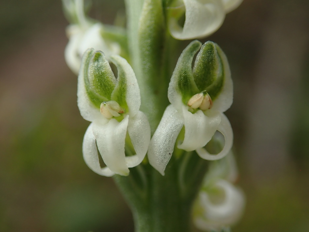 Platanthera yadonii