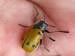 Lachnaia sexpunctata