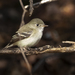 Least Flycatcher - Photo (c) Denis Doucet, some rights reserved (CC BY-NC), uploaded by Denis Doucet