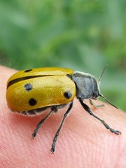 Lachnaia sexpunctata