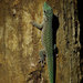 Cheke's Day Gecko - Photo (c) John Sullivan, some rights reserved (CC BY-NC), uploaded by John Sullivan