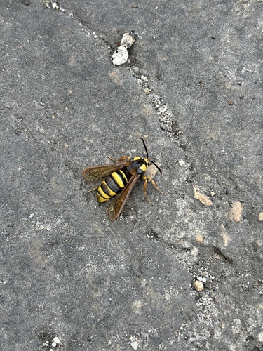 Sesia apiformis