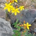 Slender St John's-Wort - Photo (c) Chris Anthony, some rights reserved (CC BY-NC), uploaded by Chris Anthony