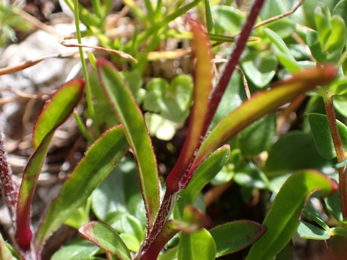 Image of Heliosperma alpestre by (c) Elias, some rights reserved (CC BY)