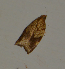 Acleris rhombana