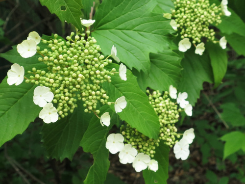 Image of Viburnum sargentii by (c) Repina Tatyana, some rights reserved (CC BY)