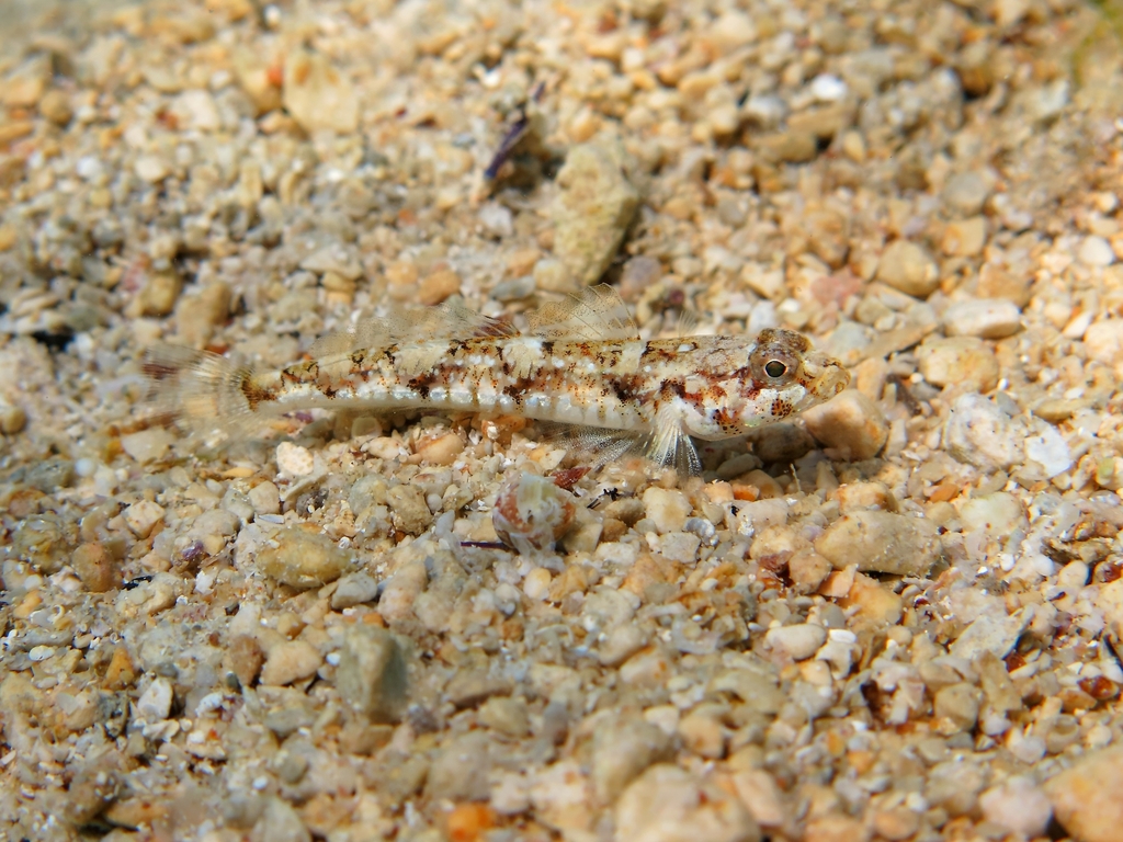 De Buen's Goby