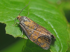 Ptycholoma lecheana