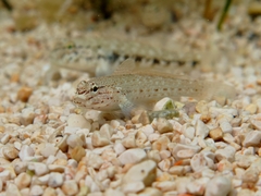 Gobius bucchichi