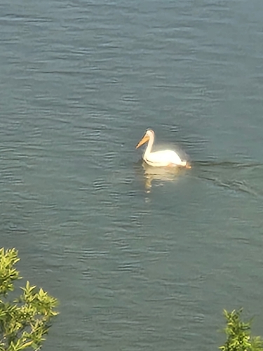 American White Pelican photographed in Montana