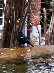 Myophonus caeruleus caeruleus