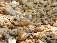 Bath's Goby photo 2