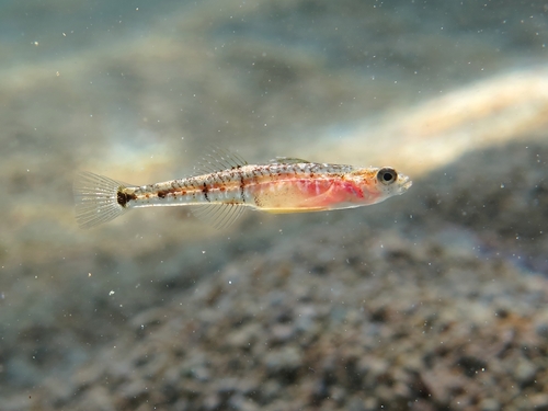 Quagga goby (Pomatoschistus quagga) — Gobiidae — 3
