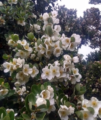 Eucryphia cordifolia
