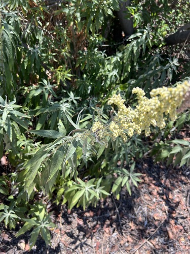 iNaturalist observation photo of California mugwort