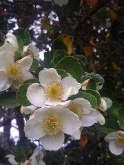 Eucryphia cordifolia