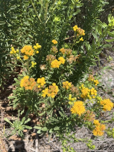 iNaturalist observation photo of Coastal Goldenbush