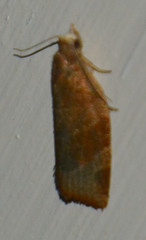 Pandemis cinnamomeana