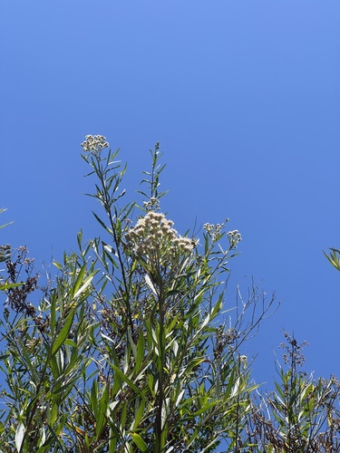 iNaturalist observation photo of mule fat
