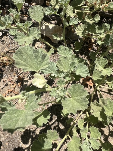 iNaturalist observation photo of alkali mallow