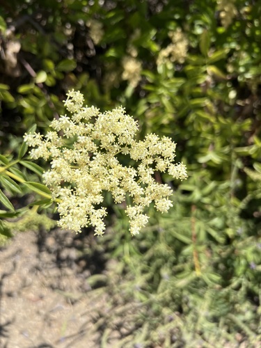 iNaturalist observation photo of blue elder