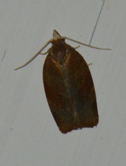 Pandemis cinnamomeana