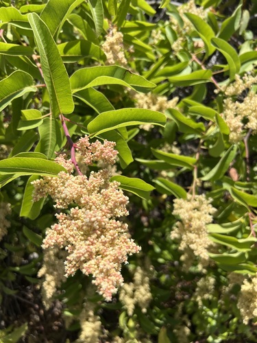 iNaturalist observation photo of laurel sumac