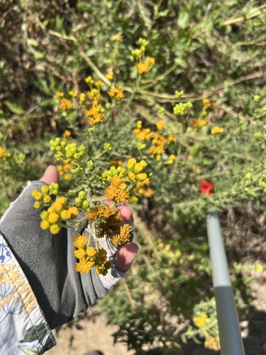 iNaturalist observation photo of Coastal Goldenbush