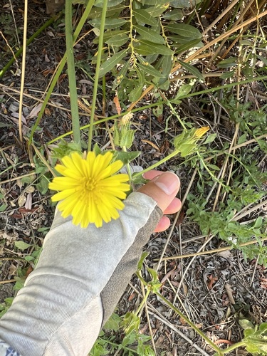 iNaturalist observation photo of bristly oxtongue