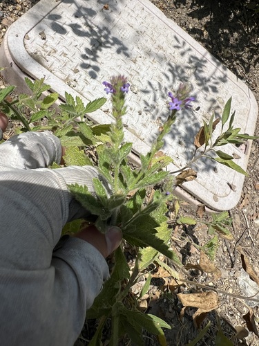 iNaturalist observation photo of western vervain
