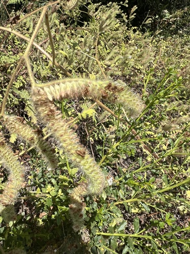 iNaturalist observation photo of branching phacelia