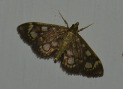 Anania coronata