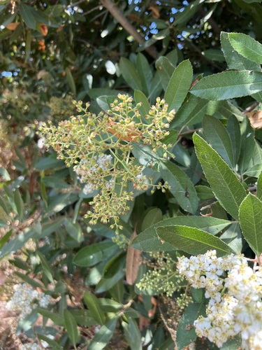 iNaturalist observation photo of Toyon