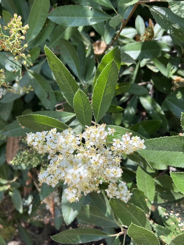 iNaturalist observation photo of Toyon