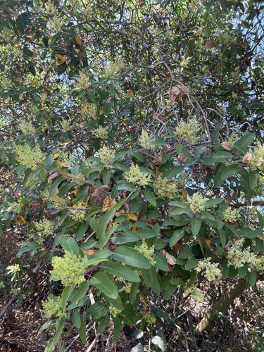 iNaturalist observation photo of laurel sumac