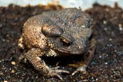 Bufo verrucosissimus