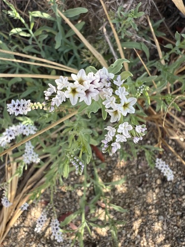 iNaturalist observation photo of alkali heliotrope