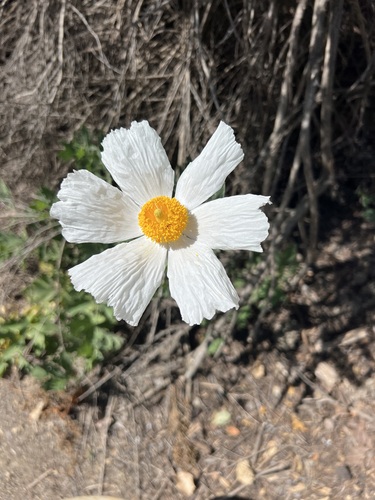 iNaturalist observation photo of Coulter's matilija poppy