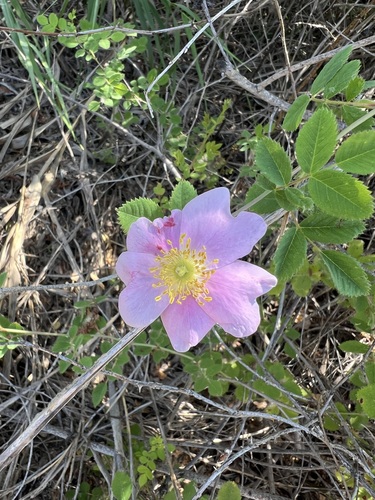 iNaturalist observation photo of California Wild Rose