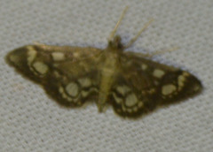 Anania coronata