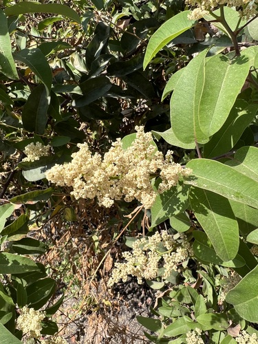 iNaturalist observation photo of laurel sumac