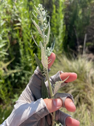 iNaturalist observation photo of California mugwort
