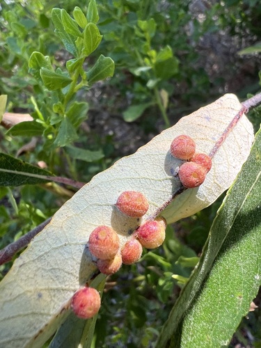 iNaturalist observation photo of Willow Apple Gall Sawfly